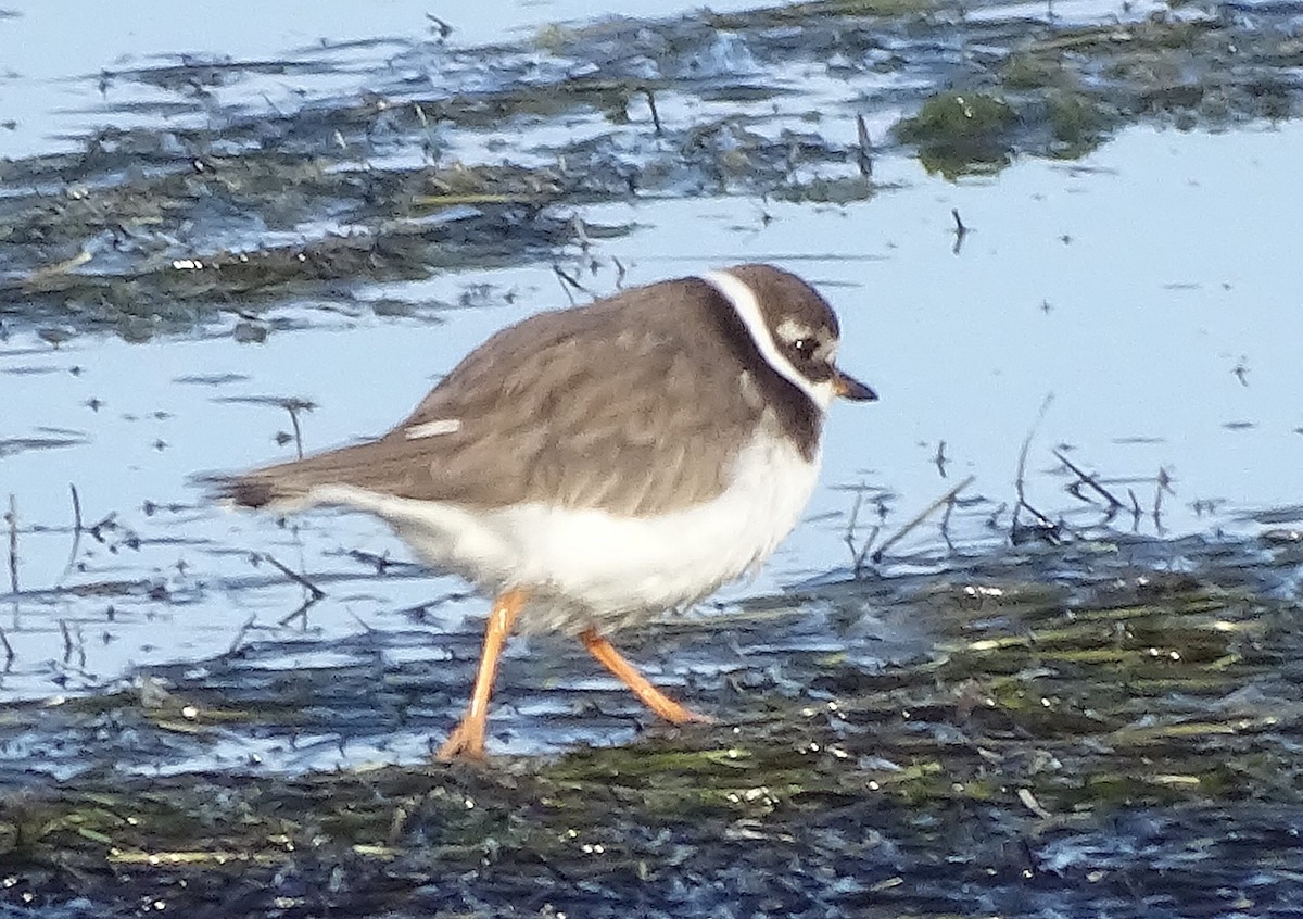 Common Ringed Plover - ML295414931