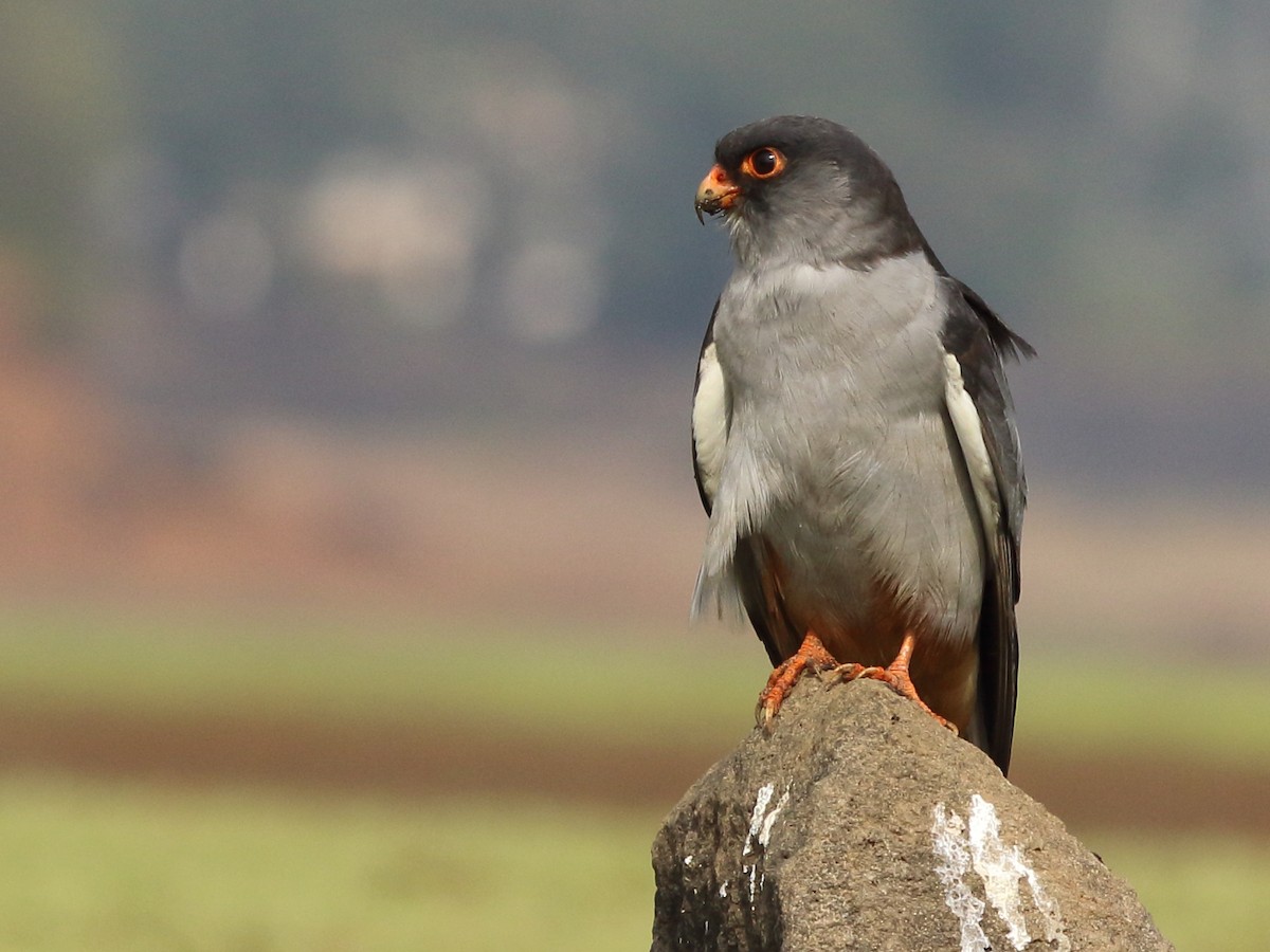 Amur Falcon - Shekar Vishvanath