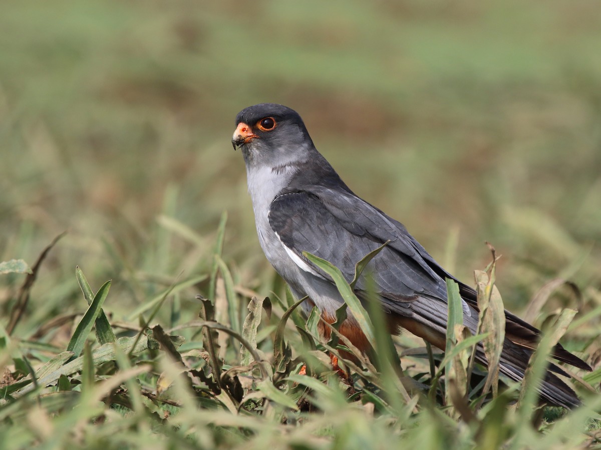 Amur Falcon - Shekar Vishvanath