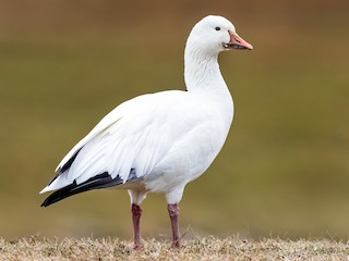 白色型成鳥 - Brad Imhoff - ML295417571