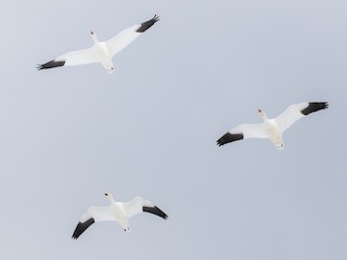 成鳥白色型 - Darren Clark - ML295418191