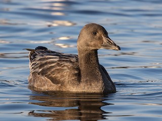 Juvenile blue morph - Suzanne Labbé - ML295419491