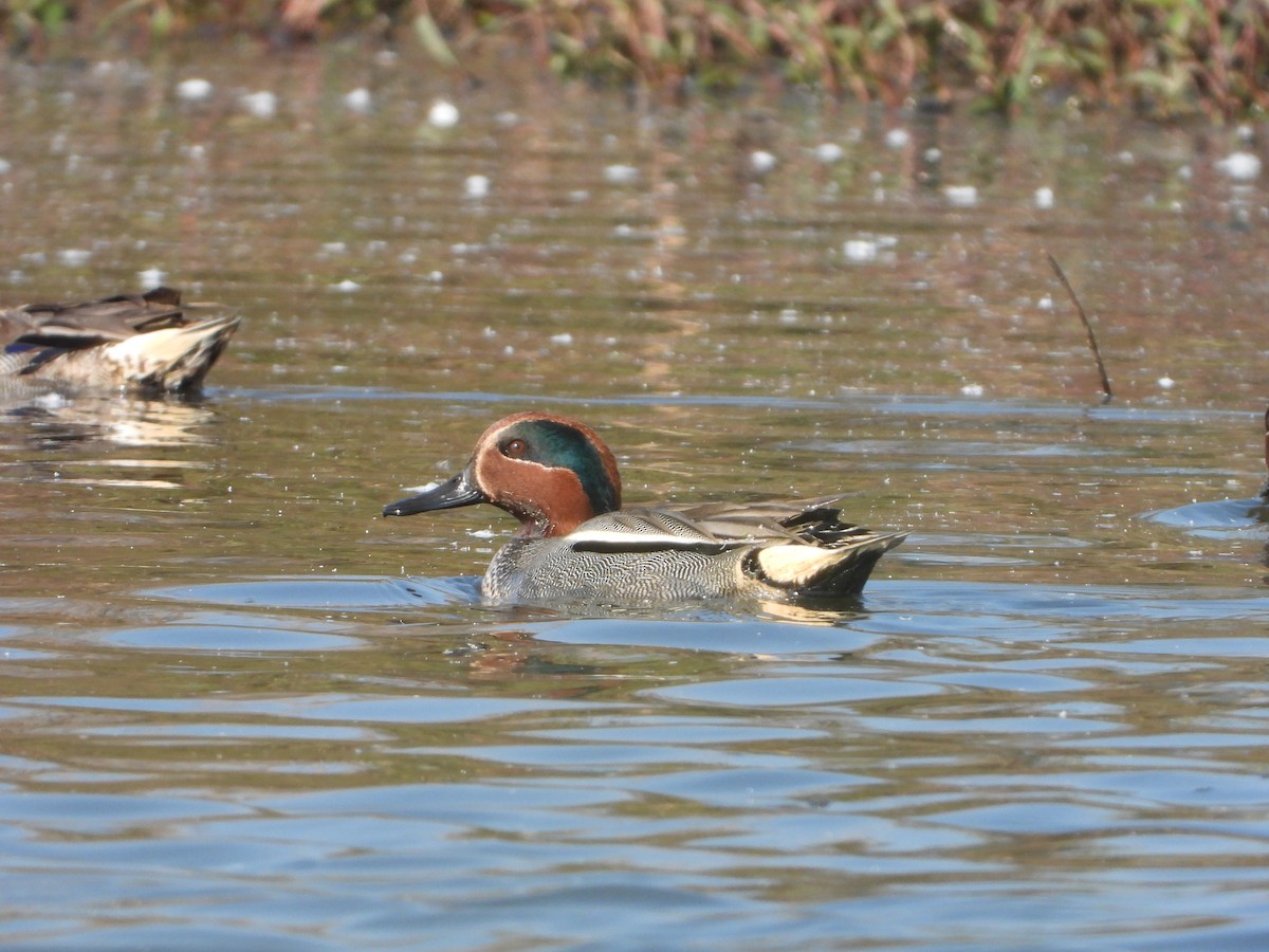 Green-winged Teal - ML295419971