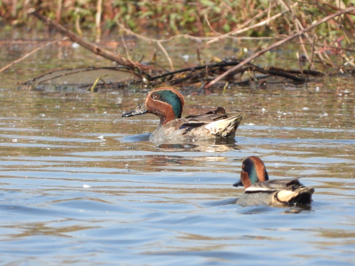 Green-winged Teal - ML295419981