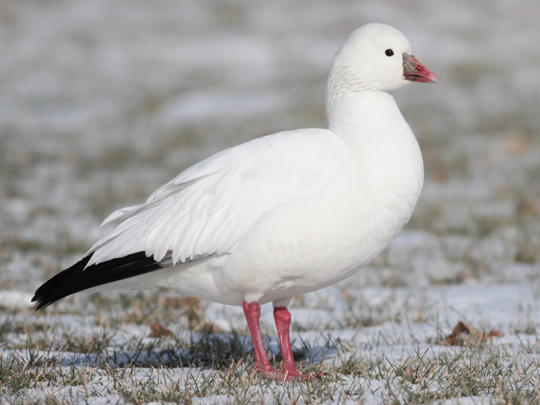 Ross's Goose - Marshall Iliff