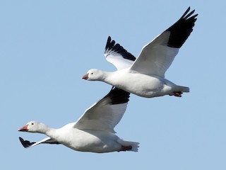 白色型成鳥 (with Snow Goose) - Patrice St-Pierre - ML295421871