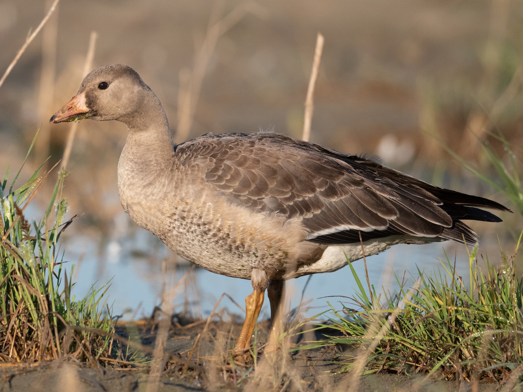 Greater White-fronted Goose - Brian Sullivan