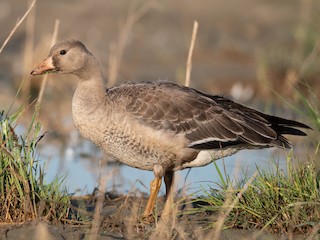 Мен Гусиноозерскіде сиққым келеді