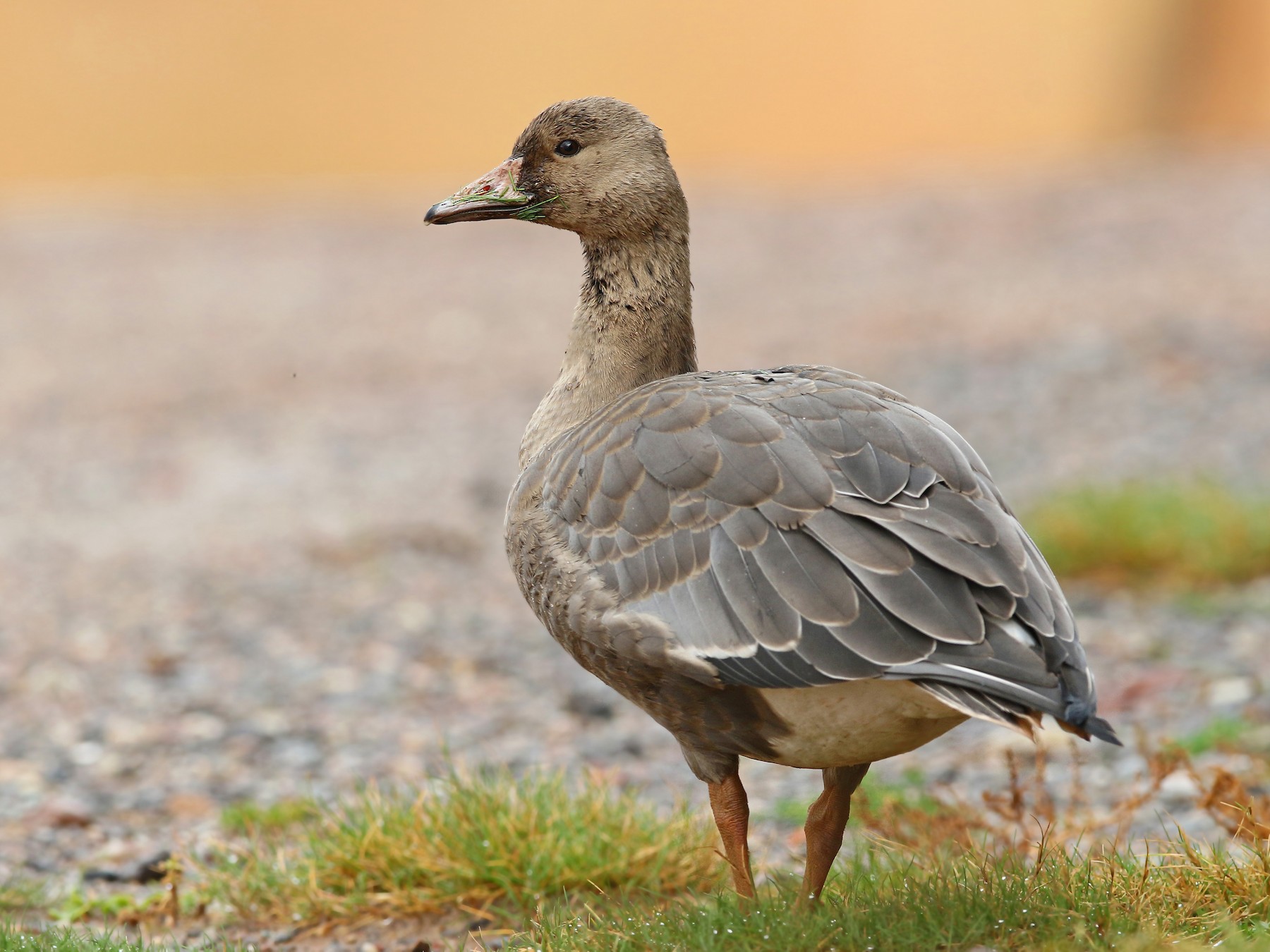 白額雁 Ebird