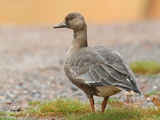  - Greater White-fronted Goose