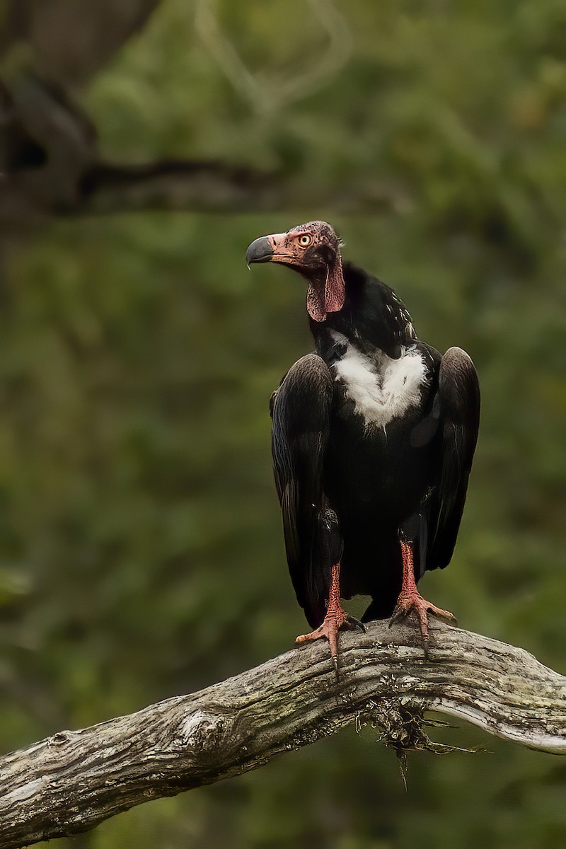Red-headed Vulture - ML295425081