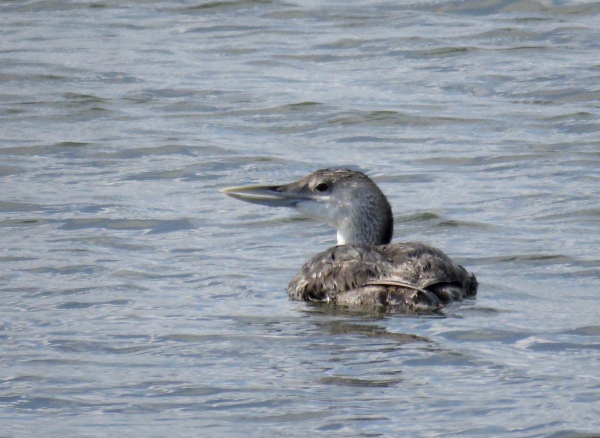 Yellow-billed Loon - Mike Wease