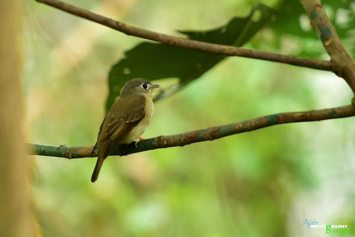 Brown-breasted Flycatcher - ML295427781