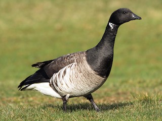 Brant - Pennsylvania Bird Atlas