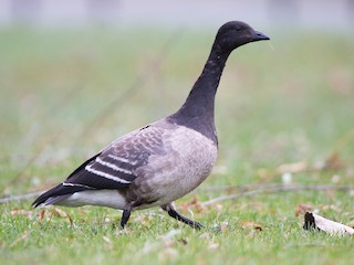 Juvenile (Atlantic) - Chris Wood - ML295428371