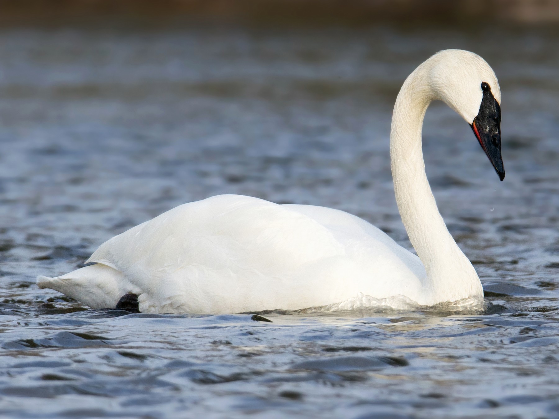 Trumpeter Swan Vs Tundra Swan