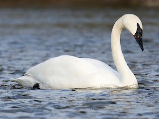  - Trumpeter Swan