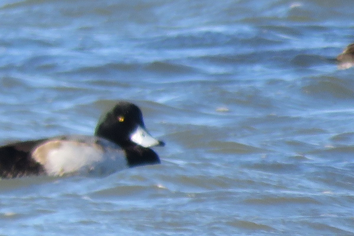 Greater Scaup - Mel Cooksey