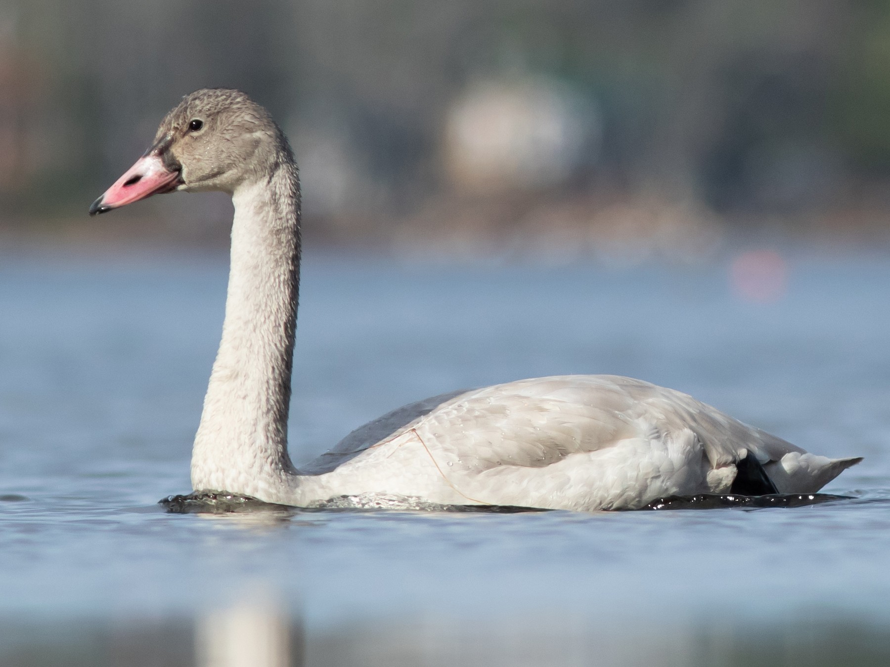 Tundra Swan - Doug Hitchcox