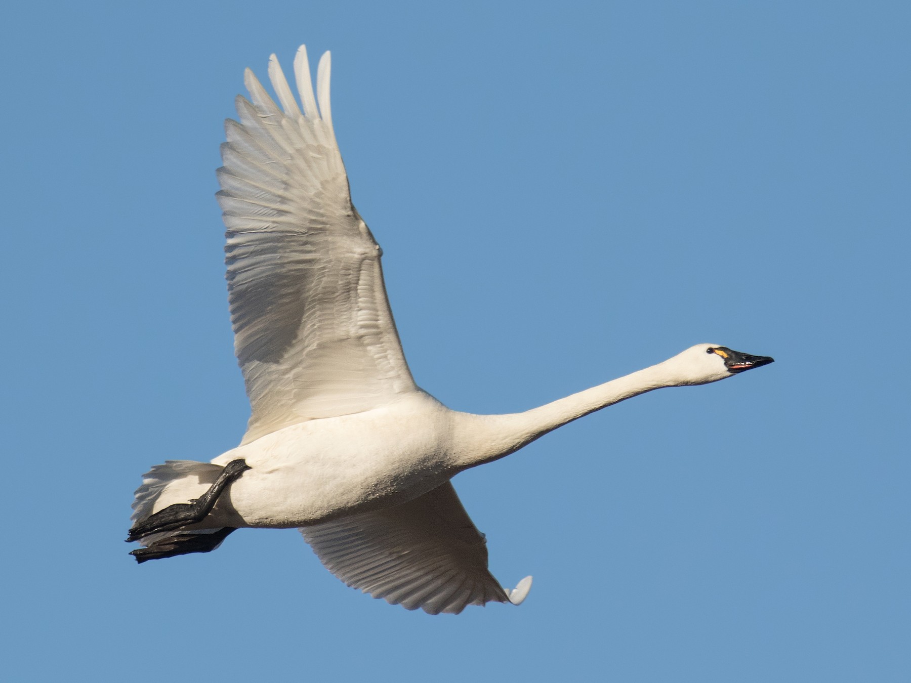 Tundra Swan - Darlene Friedman