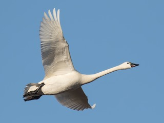  - Tundra Swan