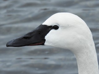  - Tundra Swan