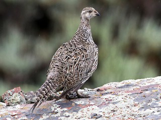 ガニソンキジオライチョウ - eBird