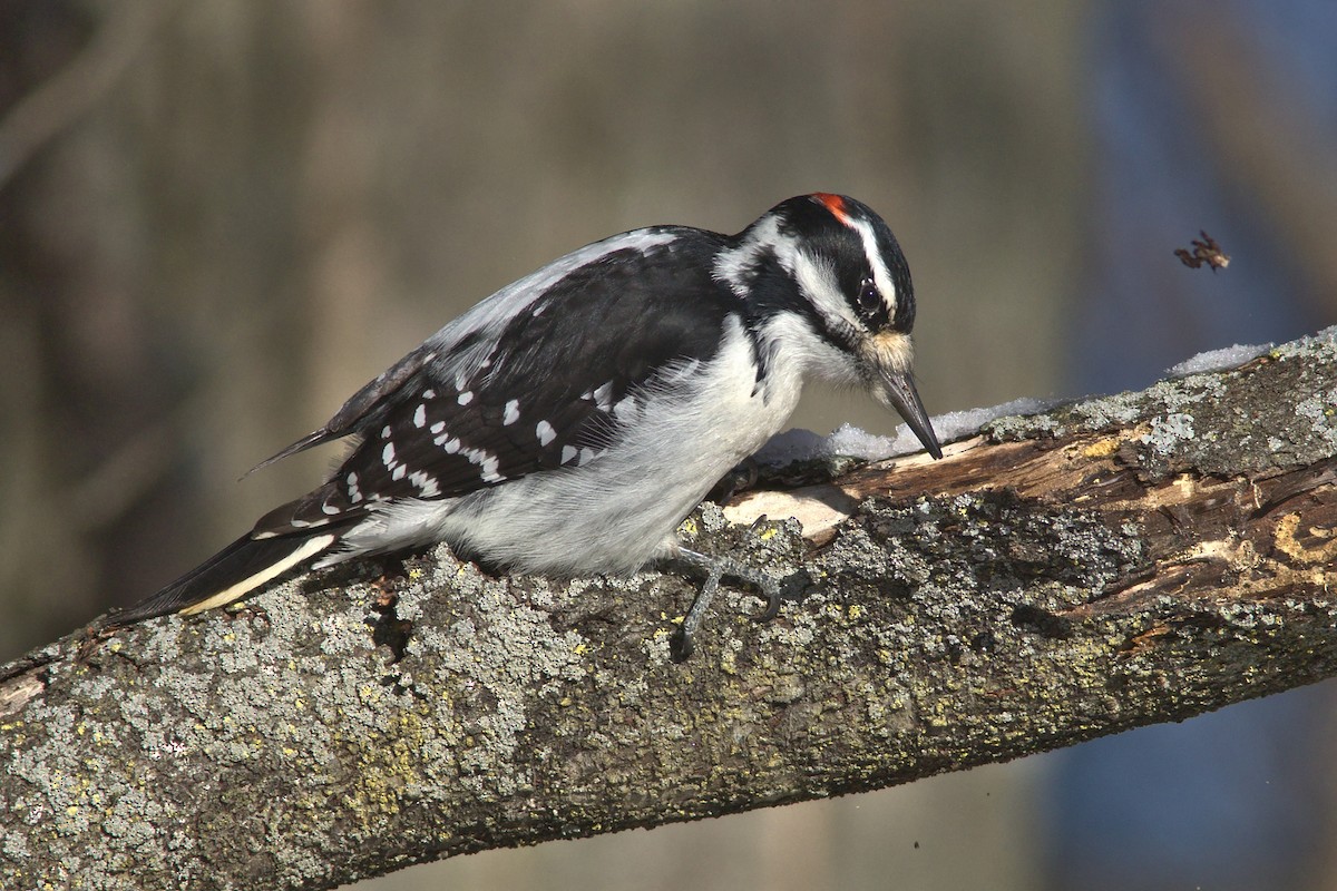 Hairy Woodpecker - David Guertin