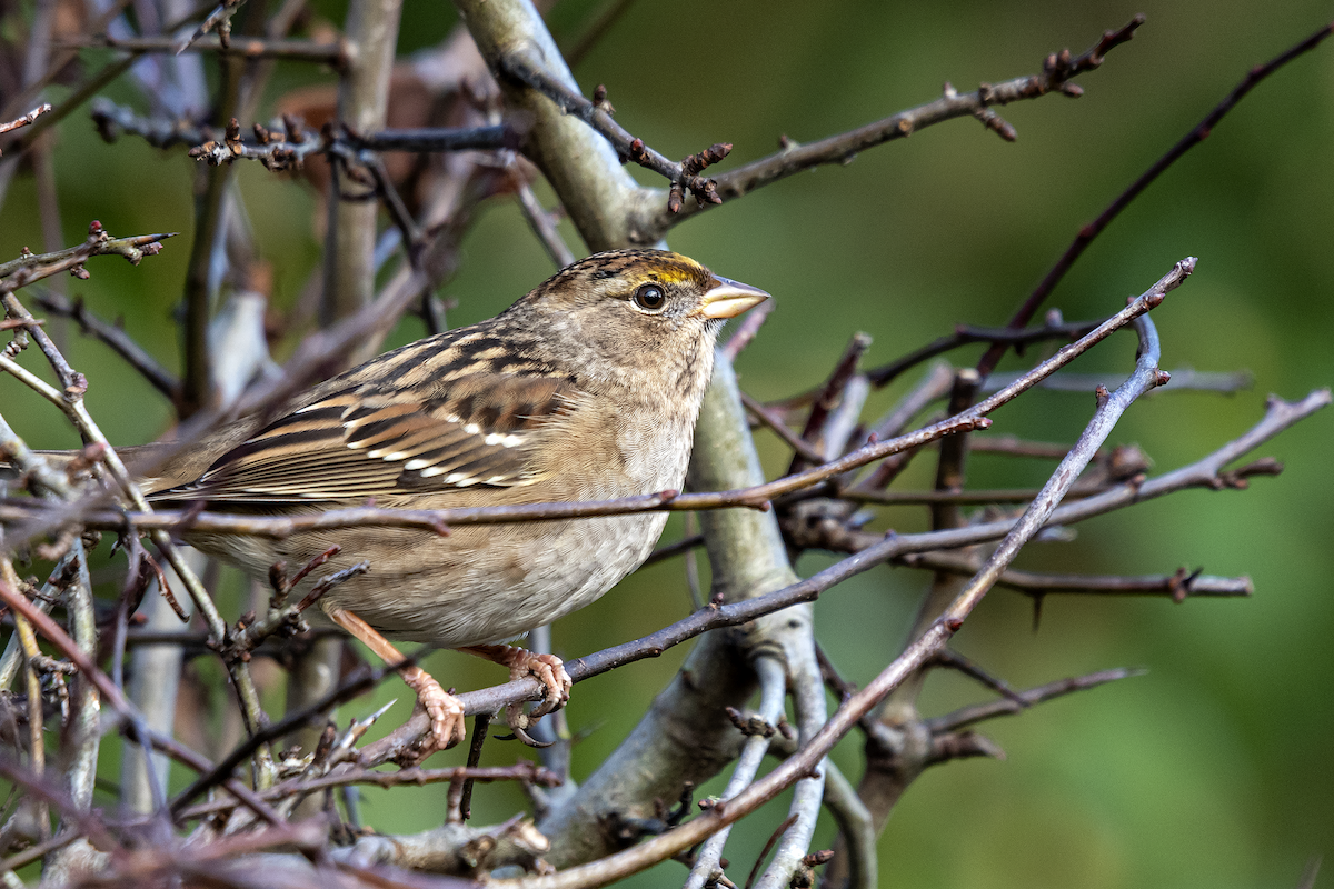 Golden-crowned Sparrow - ML295436311