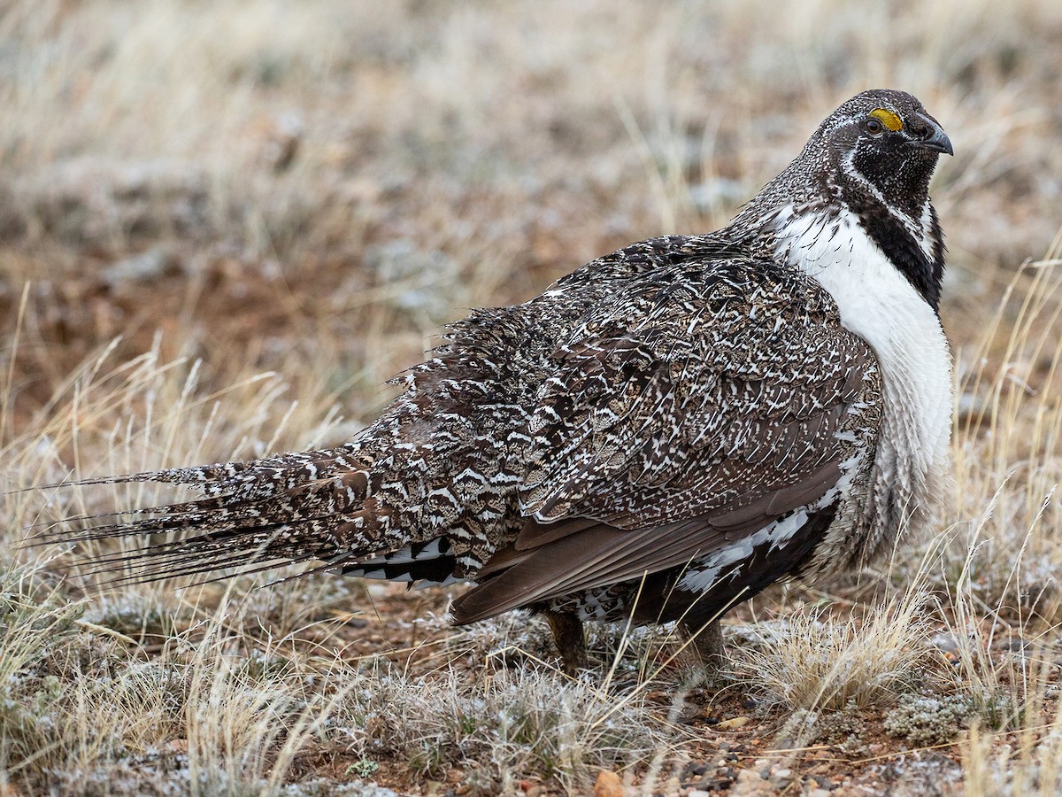 Centrocercus urophasianus