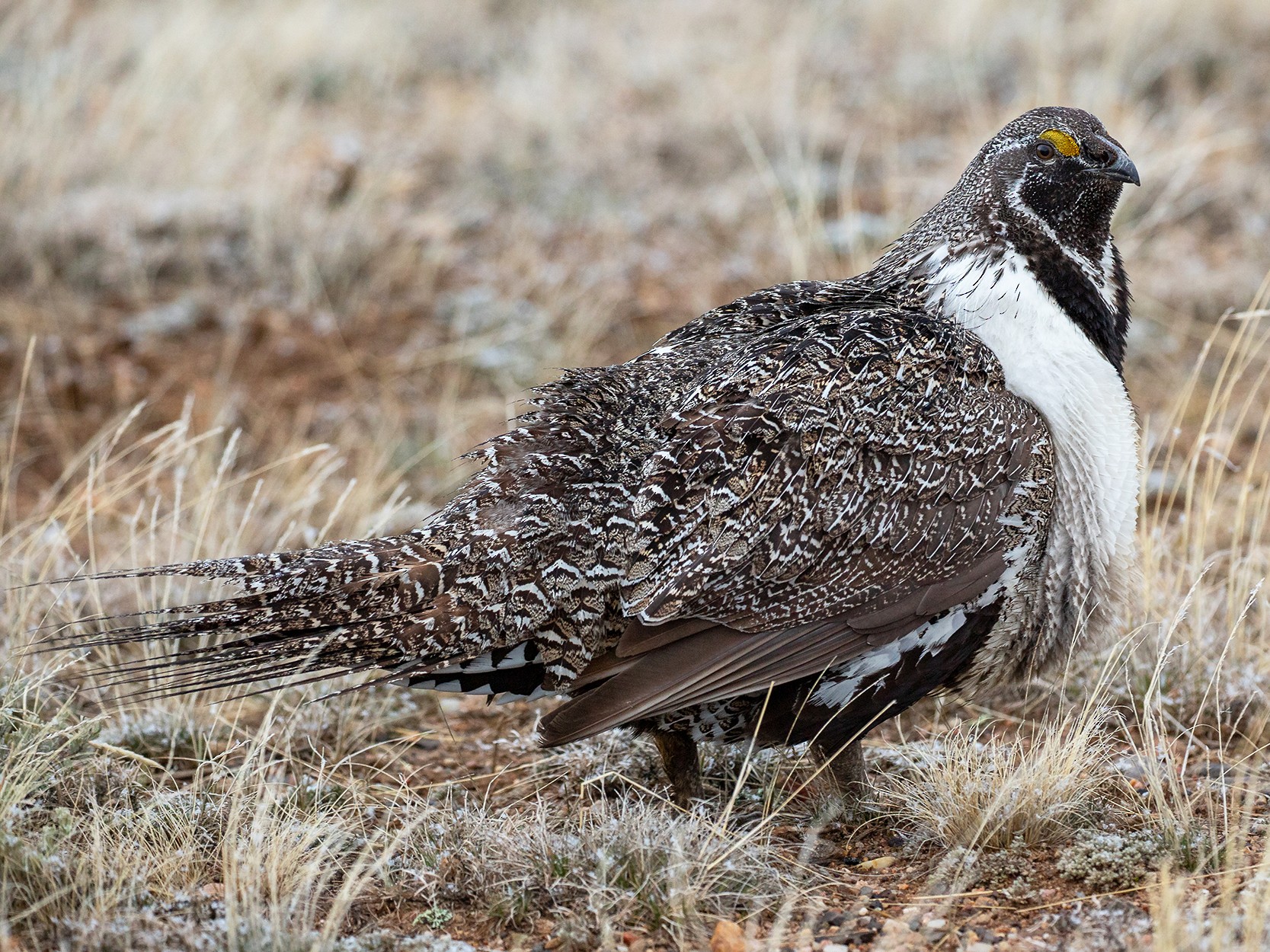 Greater Sage-Grouse - Ryan Jones