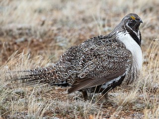  - Greater Sage-Grouse