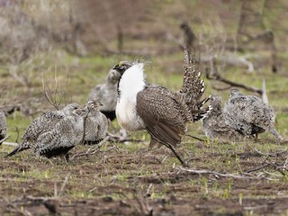 雄鳥和雌鳥 - Darren Clark - ML295437521