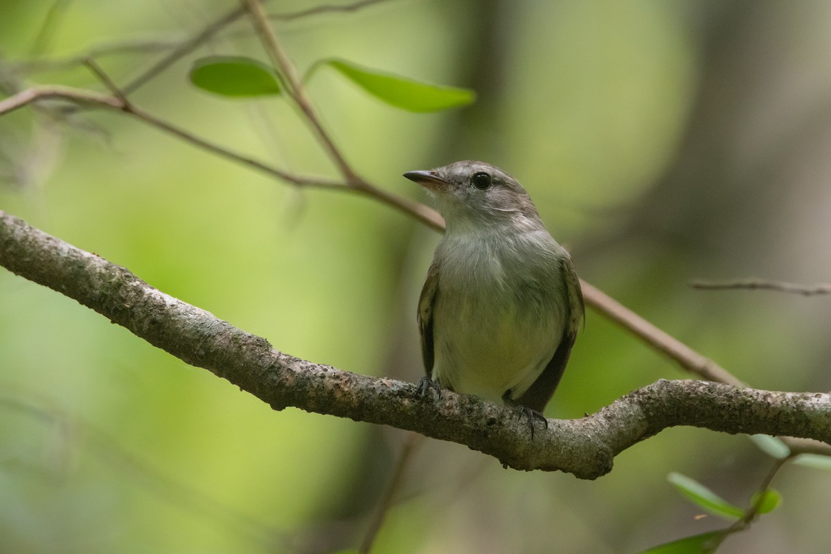 Southern Mouse-colored Tyrannulet - ML295437711