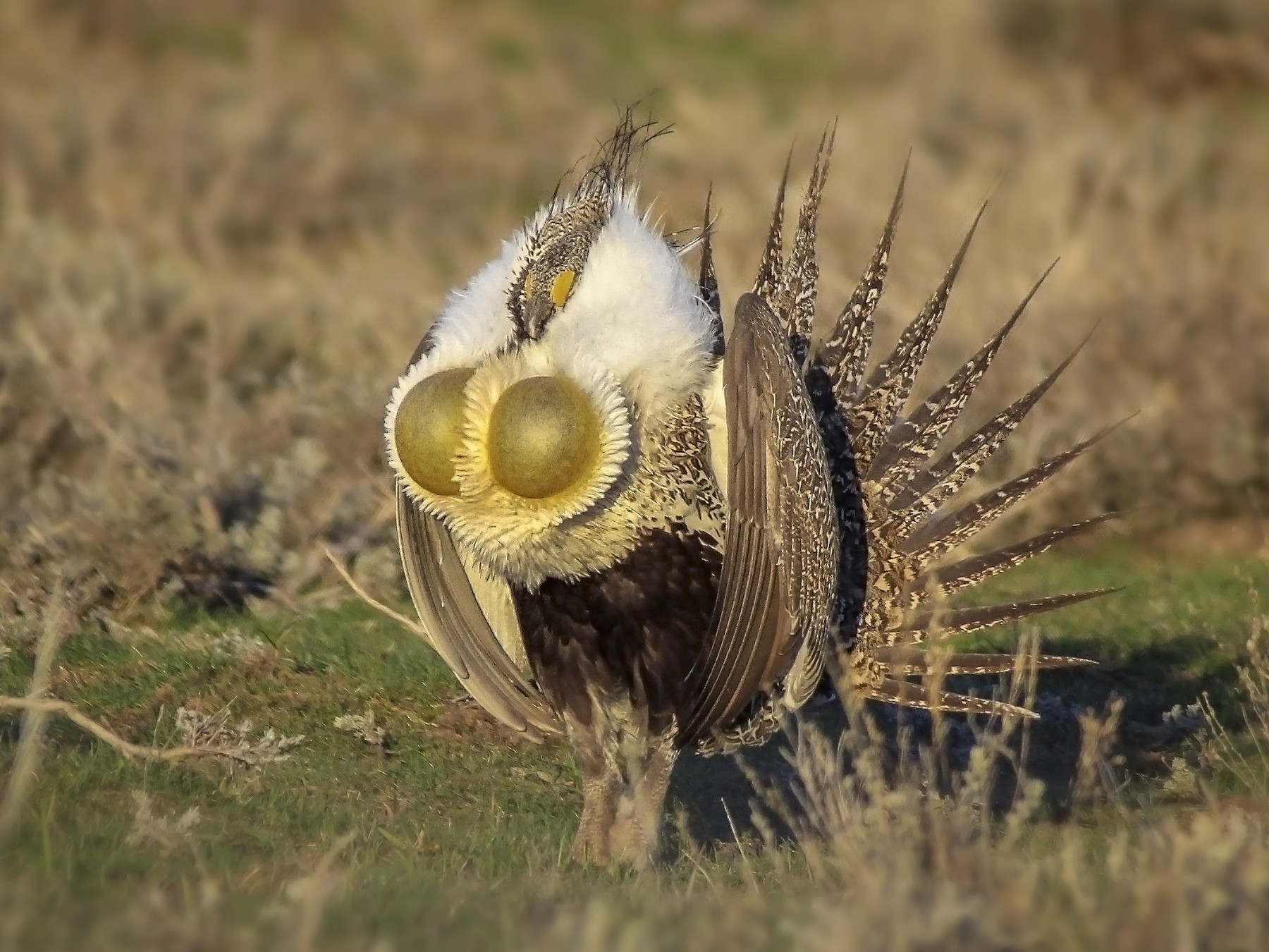 Greater Sage-Grouse - Matthew Pendleton