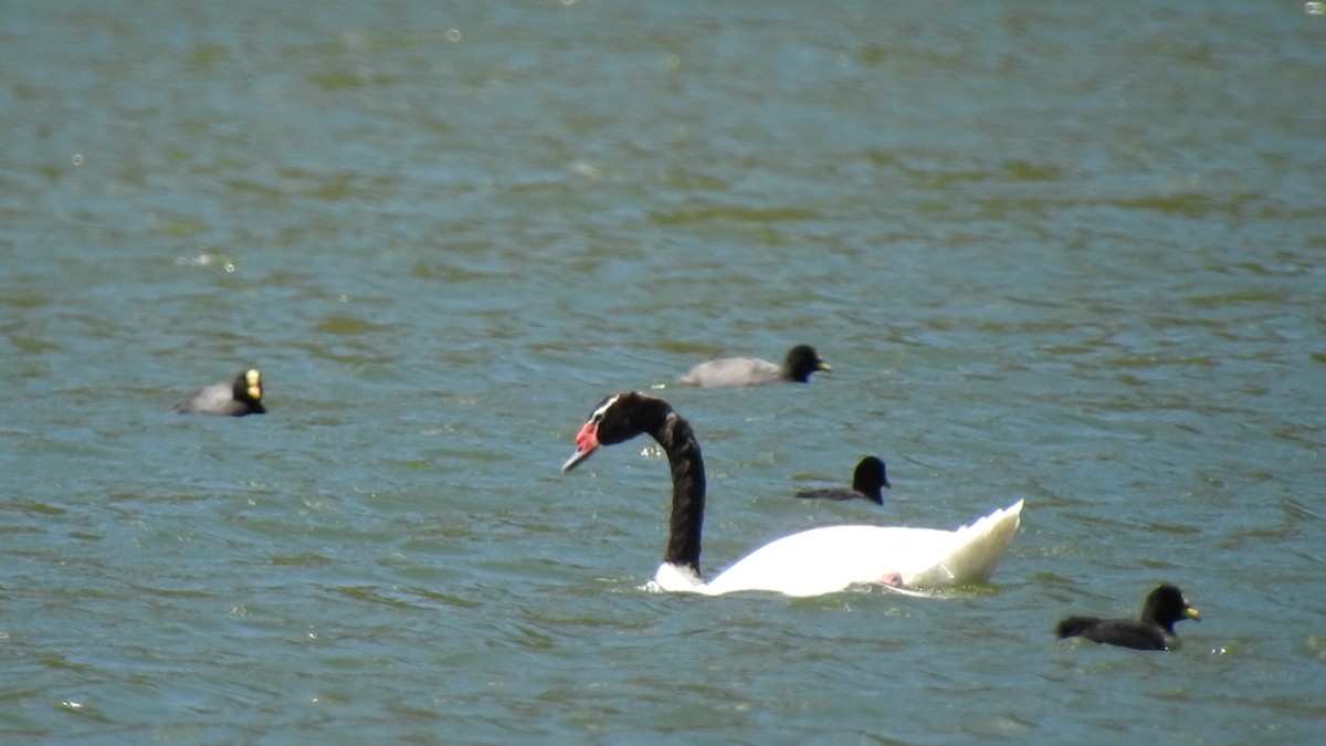 Black-necked Swan - ML295440651