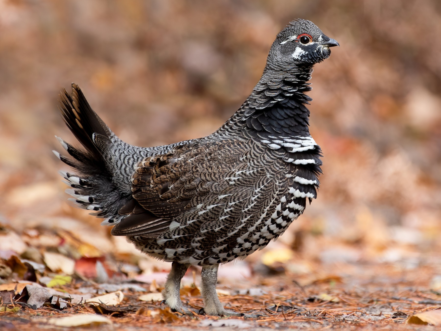 Spruce Grouse - Kevin Pero