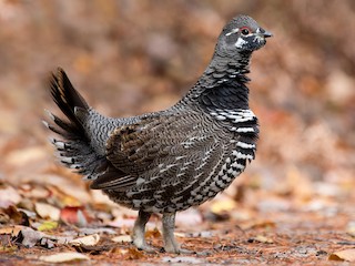 Spruce Grouse - eBird