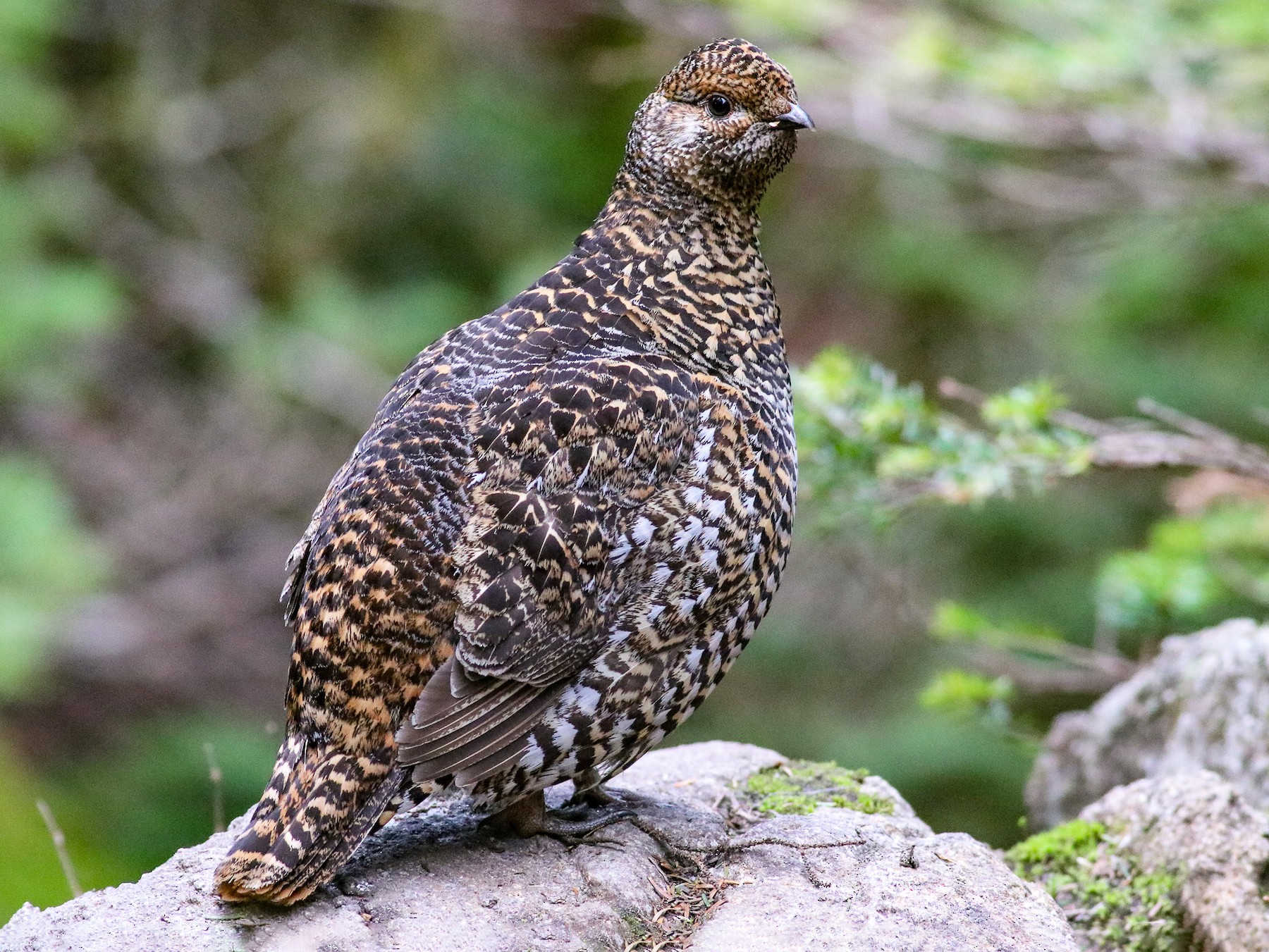 Spruce Grouse - Nick Tepper