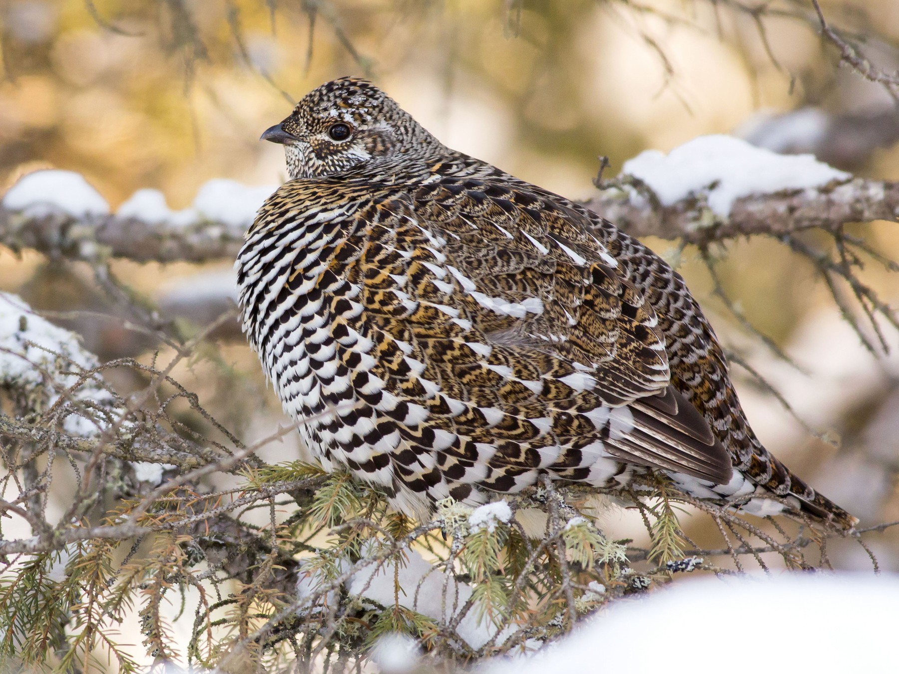 Spruce Grouse - Alex Eberts