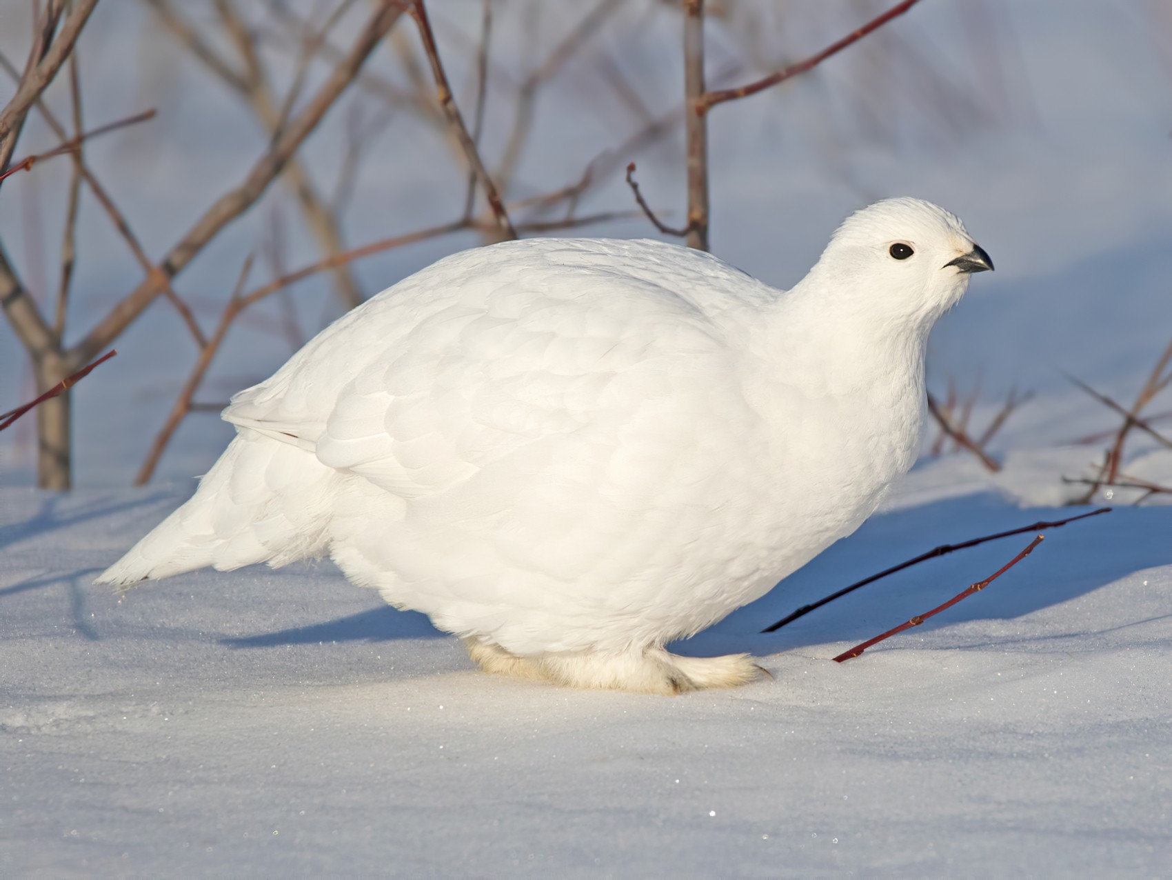 arctic ptarmigan