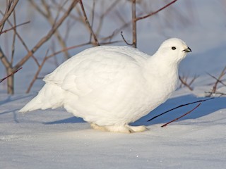 Nonbreeding adult (Willow) - Nick Saunders - ML295447921