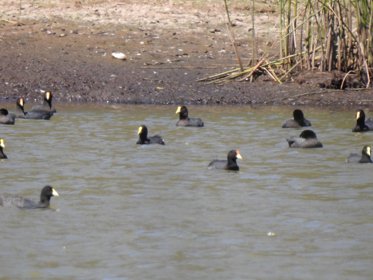 White-winged Coot - ML295448201