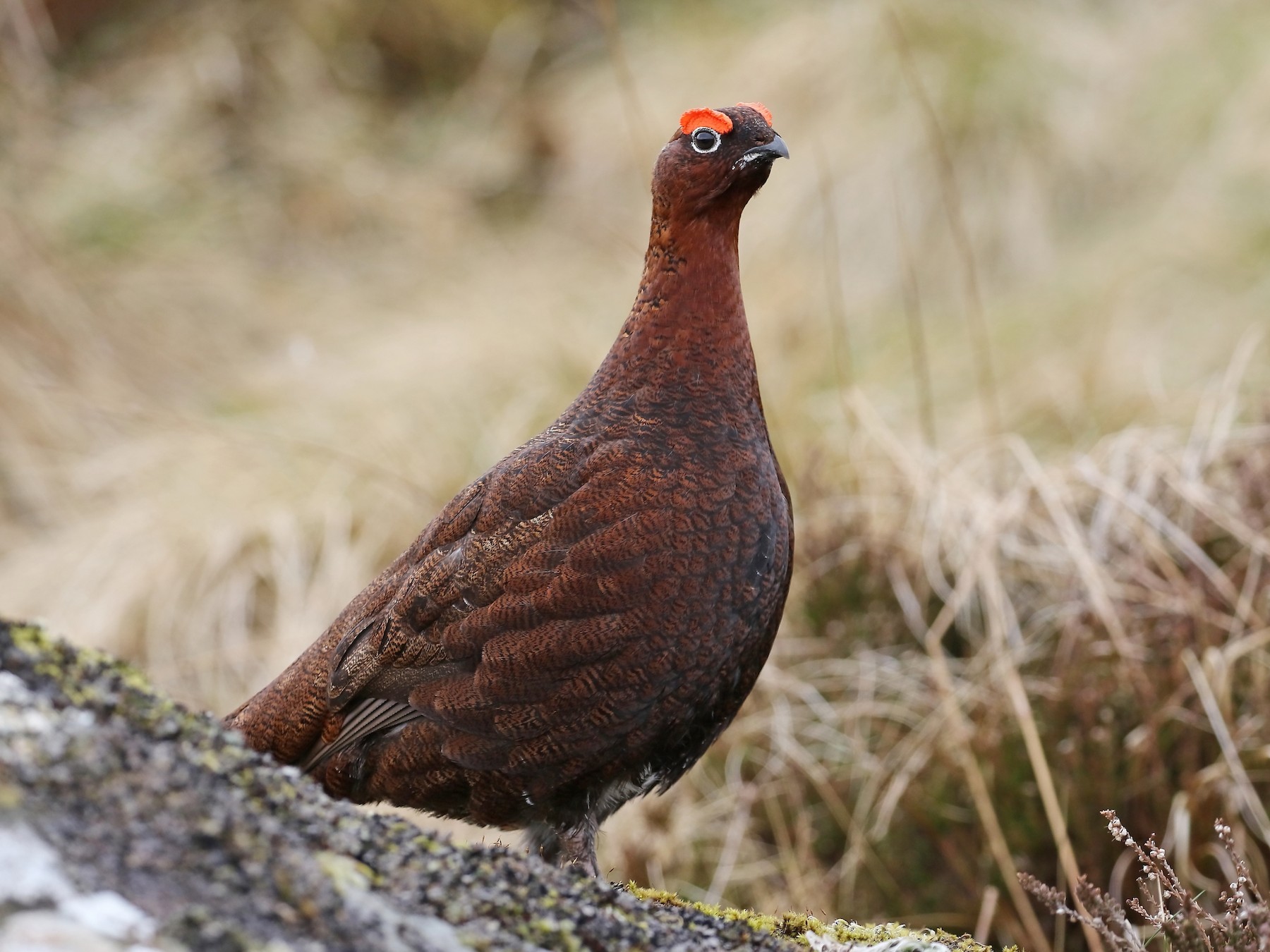 Willow Ptarmigan - Anne Carrington-Cotton