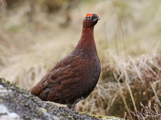 Male (Red Grouse) - Anne Carrington-Cotton - ML295448361