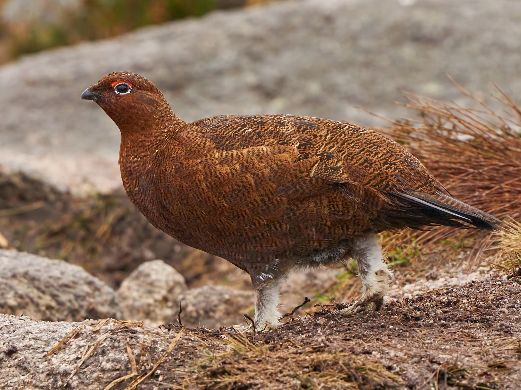 Willow Ptarmigan - Yevhen Nosulko