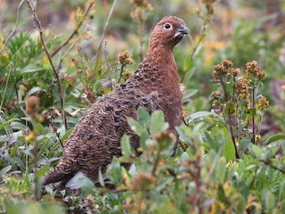 Willow Ptarmigan - eBird