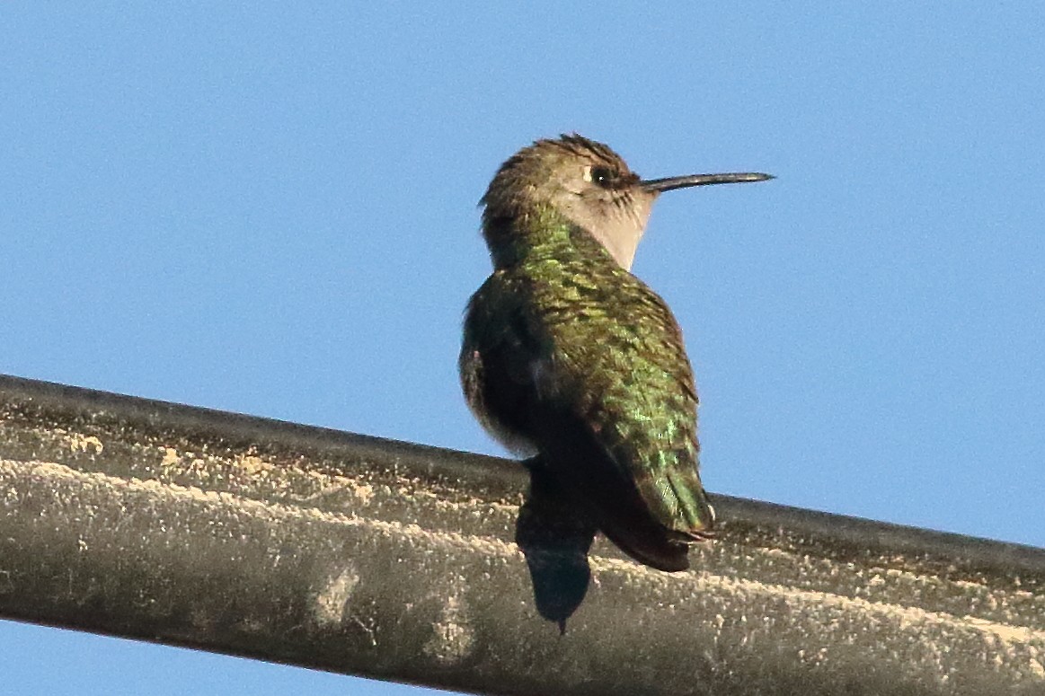 Costa's Hummingbird - ML295449331