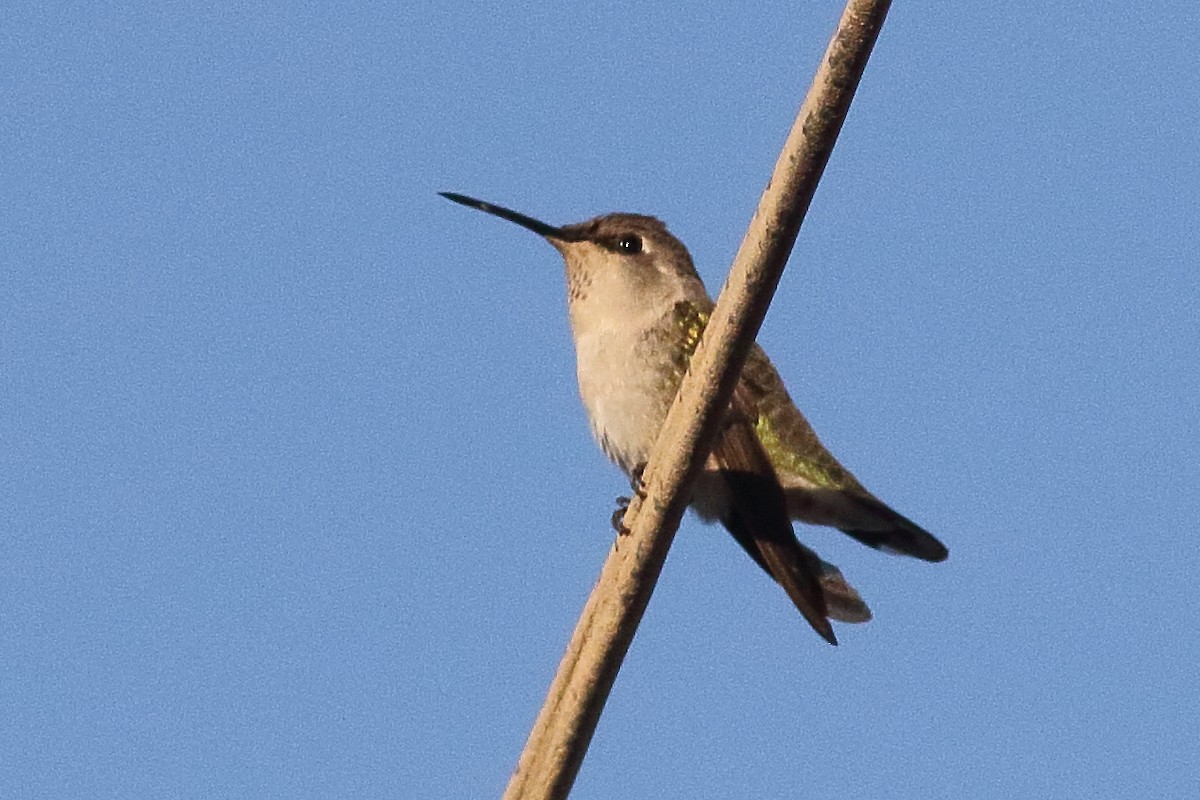 Costa's Hummingbird - ML295449341
