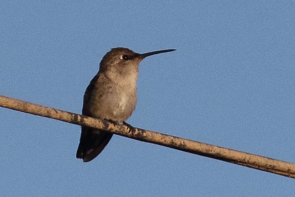 Costa's Hummingbird - ML295449351